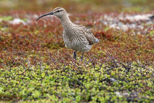Whimbrel (Numenius phaeopus), treeless tundra in the north of Norway, Europe
