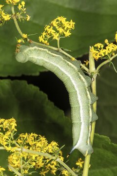 Hummingbird hawk-moth (Macroglossum stellatarum), caterpillar eats labress (Galium verum), Baden-W&uuml;rttemberg, Germany