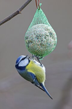 Blue tit (Cyanistes caeruleus) eats from bird fat ball, Germany