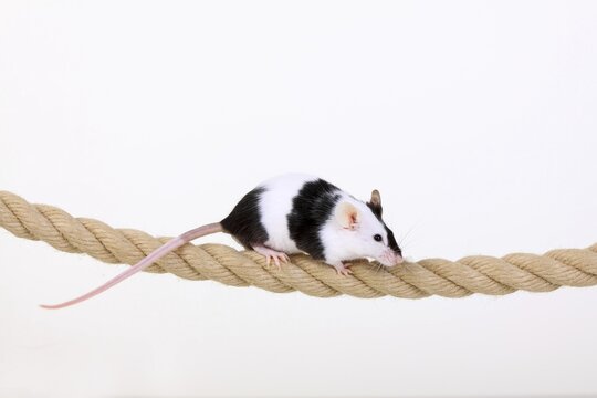 Fancy Mouse balancing on a rope, a domesticated form of the House Mouse (Mus musculus)