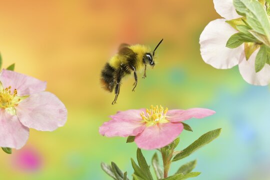 Early bumblebee (Bombus pratorum) in flight at the flowers of the shrubby cinquefoil (Potentilla fruticosa)