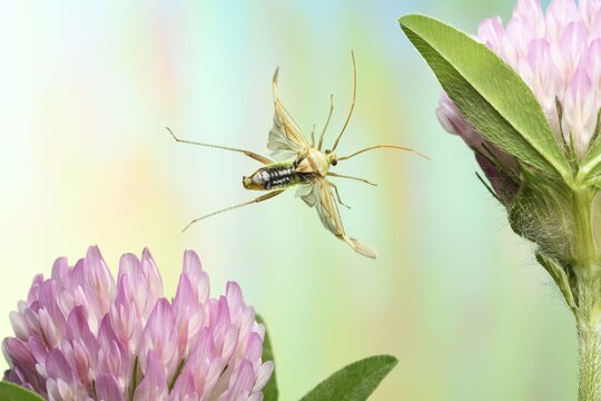 Common green capsid (Lygocoris pabulinus), in flight, on blooming Red clover (Trifolium pratense), Germany