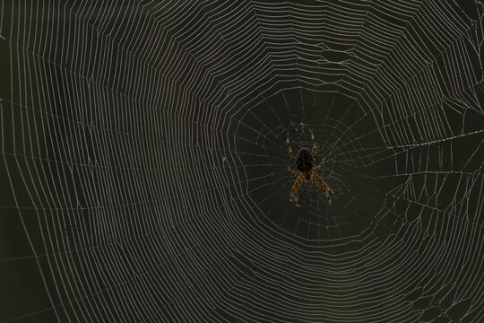 European garden spider (Araneus diadematus) adult resting on it web, Suffolk, England, United Kingdom