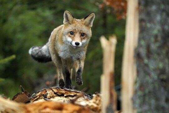 Red fox (Vulpes vulpes) walking on a tree trunk, Czech Republic