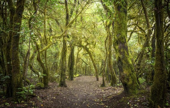 Hiking trail in the laurel forest. Trees with moss and lichen. Garajonay National Park, La Gomera, Canary Islands, Spain