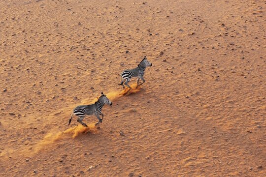 Hartmann's Mountain Zebra (Equus zebra hartmannae). At a sandy plain in the Namib Desert. Aerial view from a helicopter. Namib-Naukluft Park, Namibia