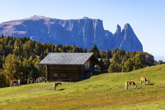 Alpine huts and grazing Haflinger horses (Equus ferus caballus) on the Alpe di Siusi, in the background the peak of the Sciliar, Val Gardena, Dolomites, South Tyrol, Italy