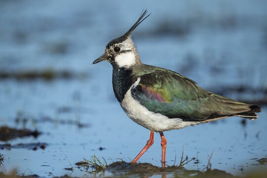 Northern lapwing (Vanellus vanellus) in a wet meadow, Lake D&uuml;mmer, Lembruch, Lower Saxony, Germany