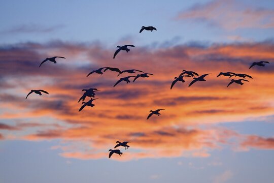 Snow Geese (Anser caerulescens atlanticus, Chen caerulescens) in flight at sunset, Bosque del Apache Wildlife Refuge, New Mexico, USA