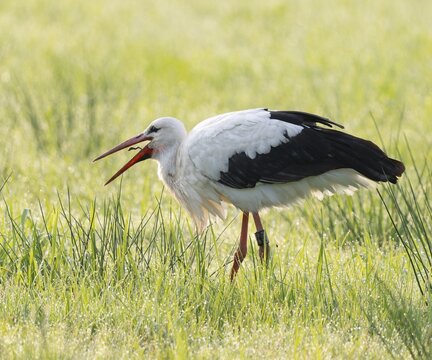 White stork (Ciconia ciconia) foraging in a meadow with an earthworm, Lower Saxony, Germany