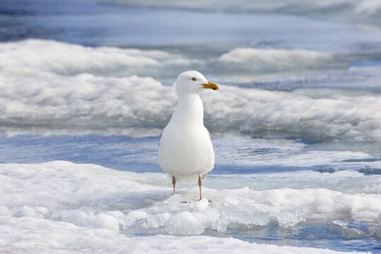 Glaucous Gull (Larus hyperboreus), Spitsbergen, Norway