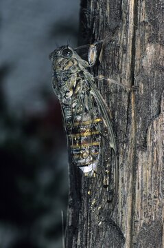 Common Cicada (Lyristes plebeja), the island of Crete, Greece, Europe