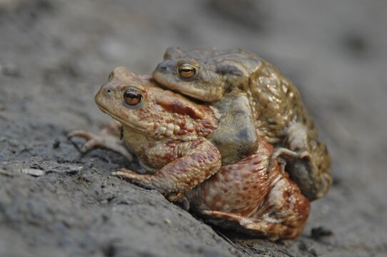 Common Toad or European Toad (Bufo bufo), amplexus, male and female during mating process, Thuringia, Germany
