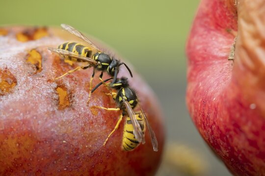 Common wasp (Vespula vulgaris) two adult insects fighting on fallen fruit in a garden in summer, England, United Kingdom
