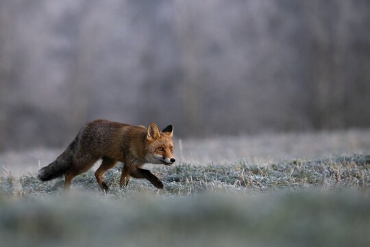 Red fox (Vulpes vulpes) in winter, laces at frost, Eifel, Rhineland-Palatinate, Germany