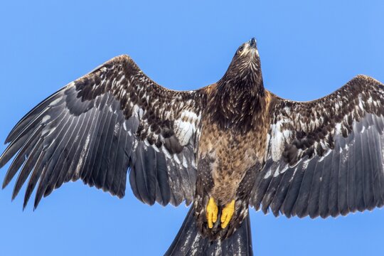 Pygargue &agrave; t&ecirc;te blanche. Haliaeetus leucocephalus. Pygargue &agrave; t&ecirc;te blanche juv&eacute;nile en vol. Gros plan. R&eacute;gion de la Mauricie. Province de Qu&eacute;bec. Canada