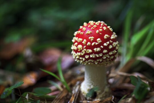Fly Agaric (Amanita muscaria) on the forest floor, North Rhine-Westphalia, Germany