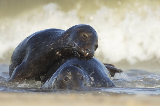 Grey seal (Halichoerus grypus) two adult animals courting and playing together in the surf of the sea, Norfolk, England, United Kingdom