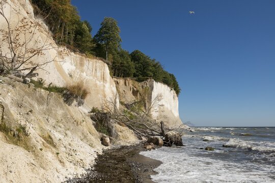 Baltic Sea, beach, chalk cliffs and beech forest, beech (Fagus sylvatica), Jasmund National Park, R&uuml;gen, Mecklenburg-Western Pomerania, Germany