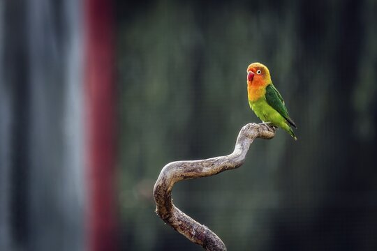 Single peachhead, fisherman's lovebird (Agapornis fischeri) sitting on branch in aviary, captive, occurrence in Tanzania and Kenya, Germany