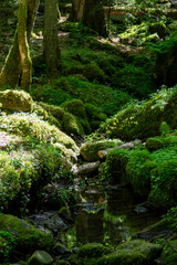 Fototapeta premium A dark, quiet forest stream winds through an enchanting woodland canyon filled with heavily moss-covered rocks, old tree trunks, and vibrant ferns illuminated by patches of bright sunlight.