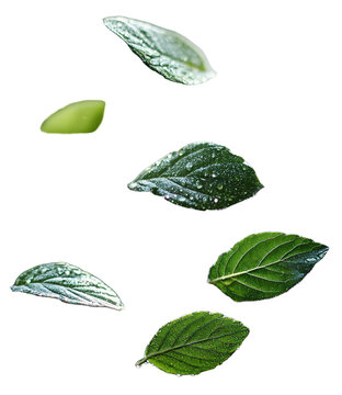 Seven green leaves with water droplets are shown floating on a clear background. The leaves vary in size and shape. They appear fresh and vibrant in isolation