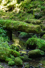 Fototapeta premium A small, clear stream flows gently through a dense, lush forest valley where a fallen tree log completely covered in thick green moss and tiny plants forms a natural bridge over the water, surrounded 