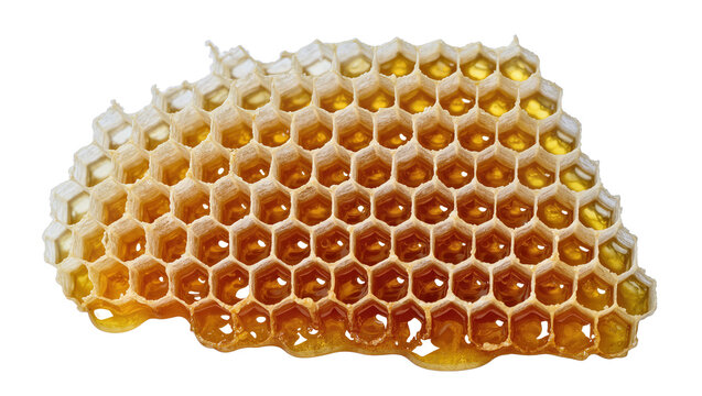 Honeycomb filled with golden honey