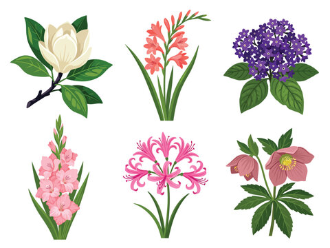 Tropical Exotic Flowers Edition #31&mdash;magnolia, watsonia, heliotrope, gladiolus, nerine, hellebore. Vector Illustration. Design Element. Clip art. Suitable for artwork design. Editable for any design.