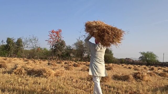 Indian farmer carrying harvested crop on head. Wheat harvest season india