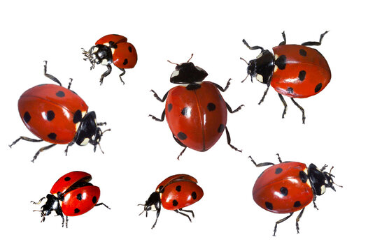 Ladybugs, close-up