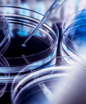 Pipetting of sample into Petri dish