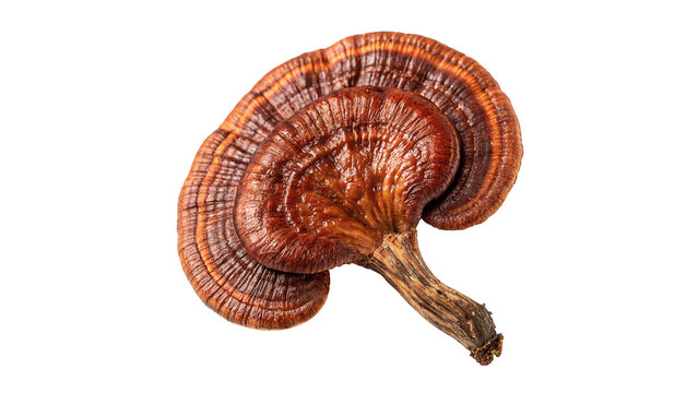 Single dried glossy ganoderma lucidum reishi mushroom medicinal herb element isolated on transparent background