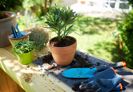 Potted oleander on table in garden