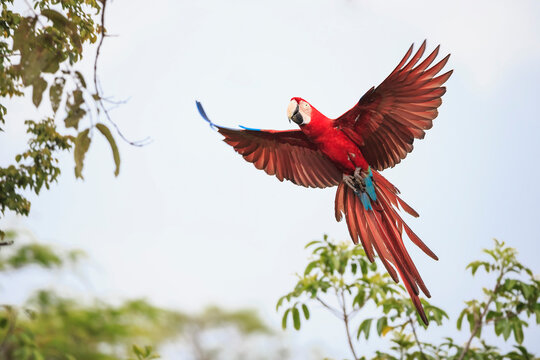 Brazil, Mato Grosso, Mato Grosso do Sul, Bonito, Buraco of Araras, flying scarlet macaw