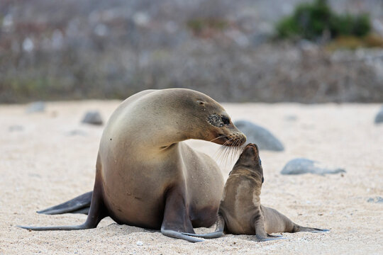 Ecuador, Galapagos Islands, Seymour Norte, sea lion with baby