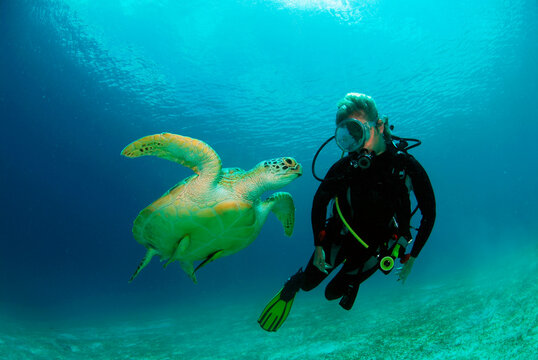 Philippines, scuba diver with green turle, underwater view