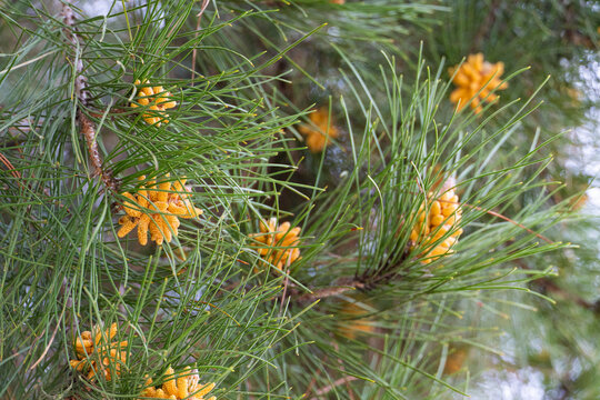 Pine Needles with Young Male Cones Close-Up