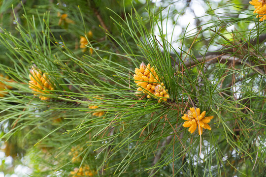 Pine Needles with Young Male Cones Close-Up