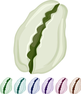 marine sea shell cartoon. marine sea shell sign colorful illustration