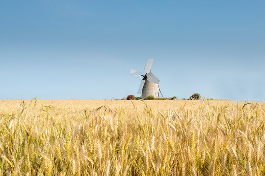 France, Normandy, Wheat field, Triticum, Wind mill