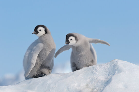Antarctica, Antarctic Peninsula, Emperor penguin chicks on snow hill island