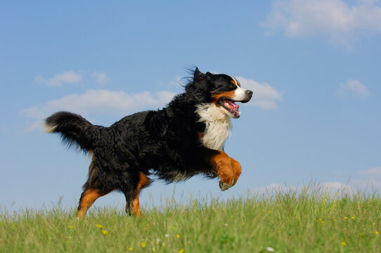 Bernese Mountain Dog running on a meadow