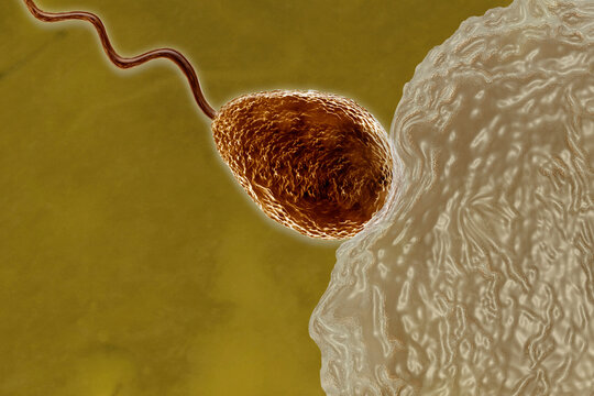 Sperm fertilizing egg cell
