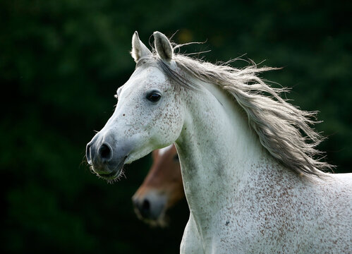 Germany, Baden-Wuerttemberg, Arabian horse, Equus ferus caballus