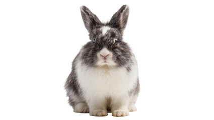 Fototapeta premium Fluffy grey and white rabbit sitting
