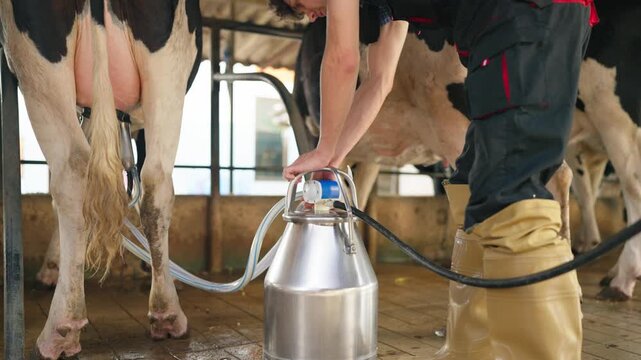 Close up of dairy farmer milking a cow using modern milking machine in cowshed.
