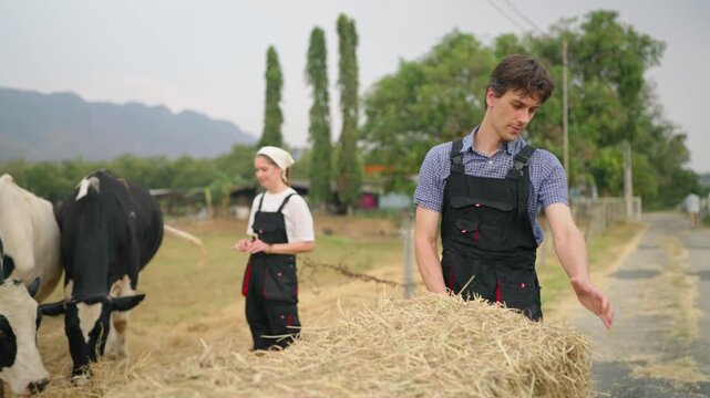 Caucasian man and woman dairy farmers working together at livestock farm. 