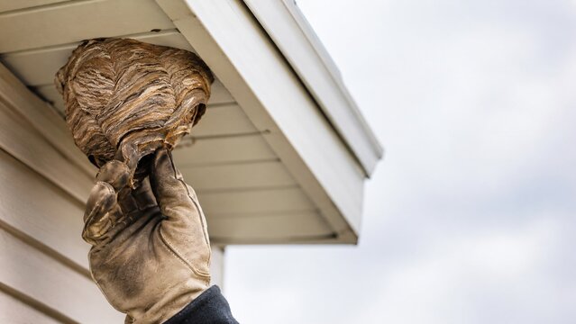 Exterminator removing wasp nest from house roof. Specialist wearing glove destroying hornet hive. Pest control service for home insect infestation and safety management in residential area.