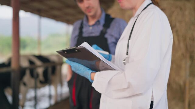 Caucasian veterinarian and male farmer examining cows in modern cowshed. 